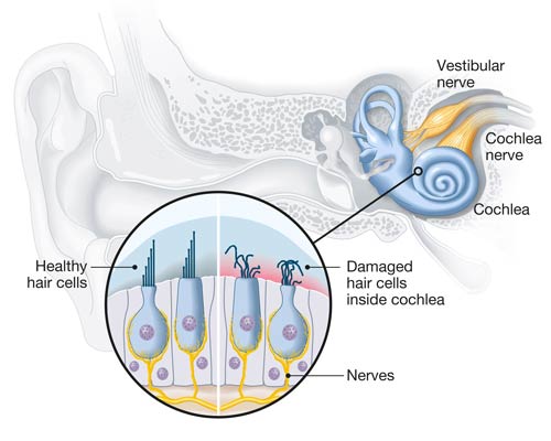 inner ear